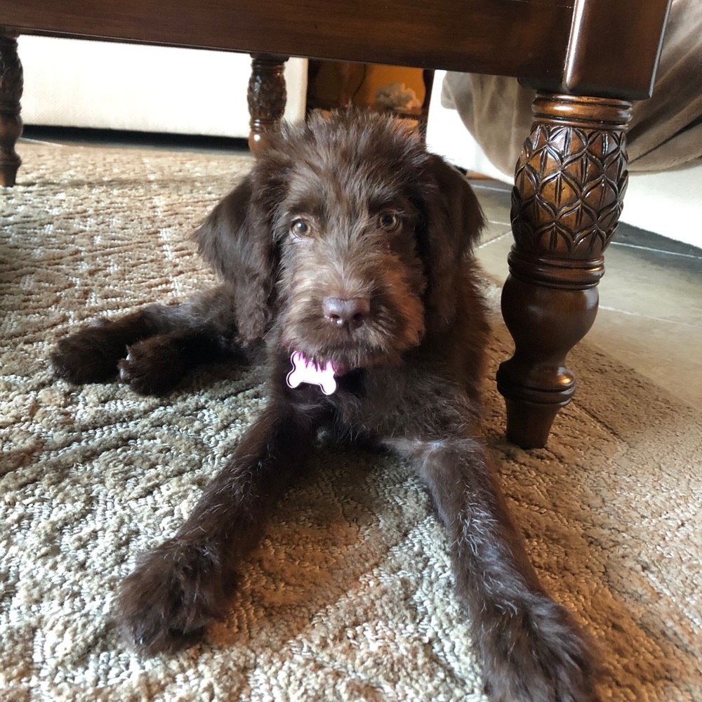 Meet your Posher, Ashley